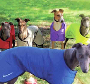 Cool Coat greyhound style