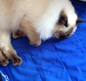 Evaporative Cooling Feline Blanket - keep your Cat Cool