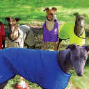Greyhound Style Cooling Vest