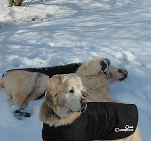 100% Australian Oilskin Dog Coats