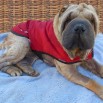 CoolChampions Cool Coat Mali Shar Pei